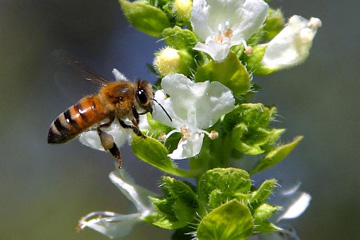Bee sitting on a white flower