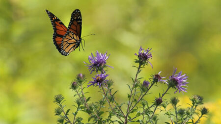 Butterfly about to land on a purple flower