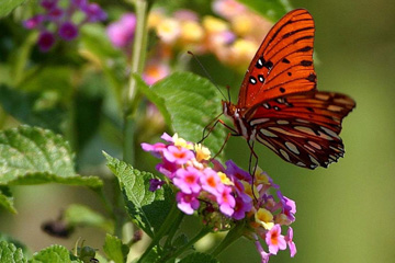 Butterfly landing on a pink flower