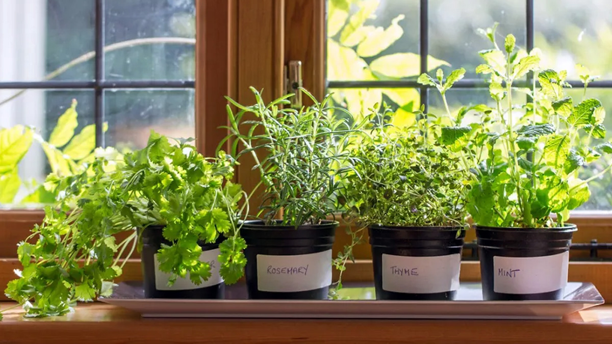 4 small pots of herbs growing indoors near a window