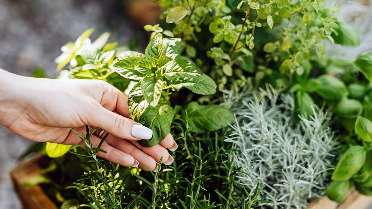 Woman tending to a small herb garden