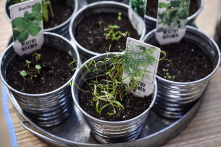 Herbs growing indoors in metal pots.