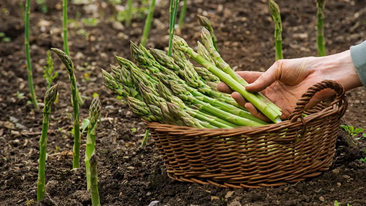 Asparagus plant being harvested