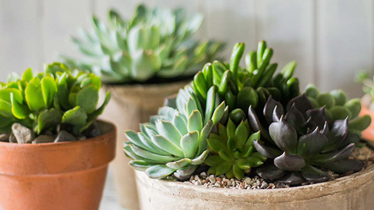 3 small potted succulent plants