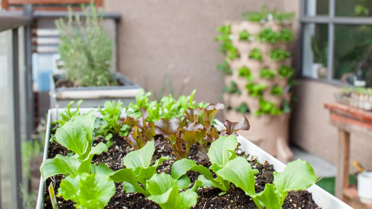 Vegetable growing in a container on a balcony