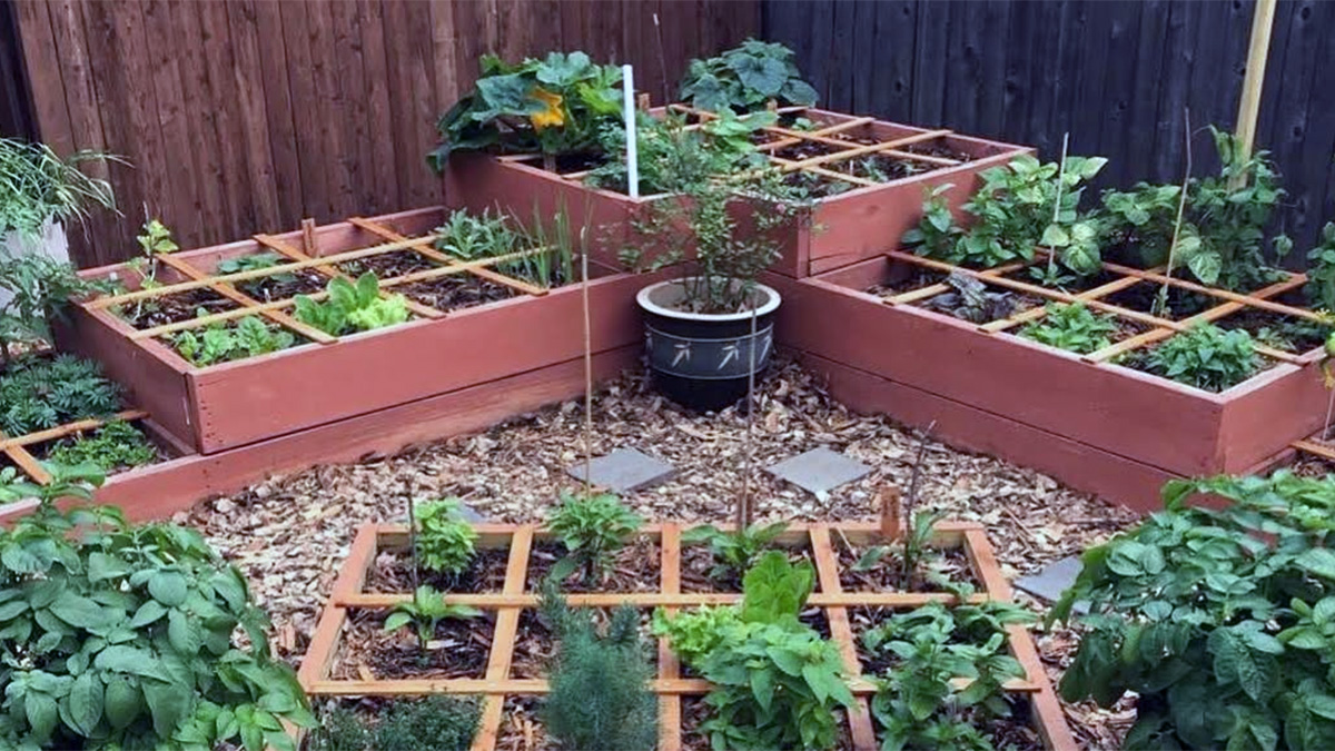 Raised garden beds planted using the square foot gardening method