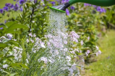 Flowers being water with a green plastic watering can.