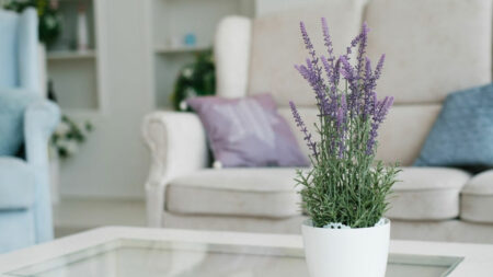 Lavender plant in a pot growing indoors on a coffee table.