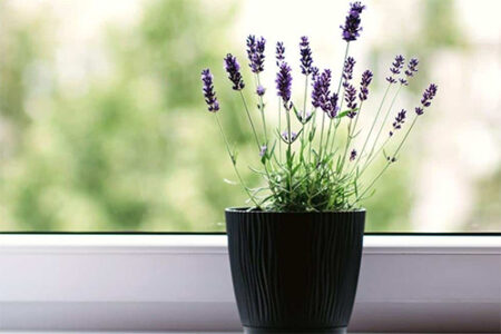 Lavender plant growing in a pot indoors on a windowsill