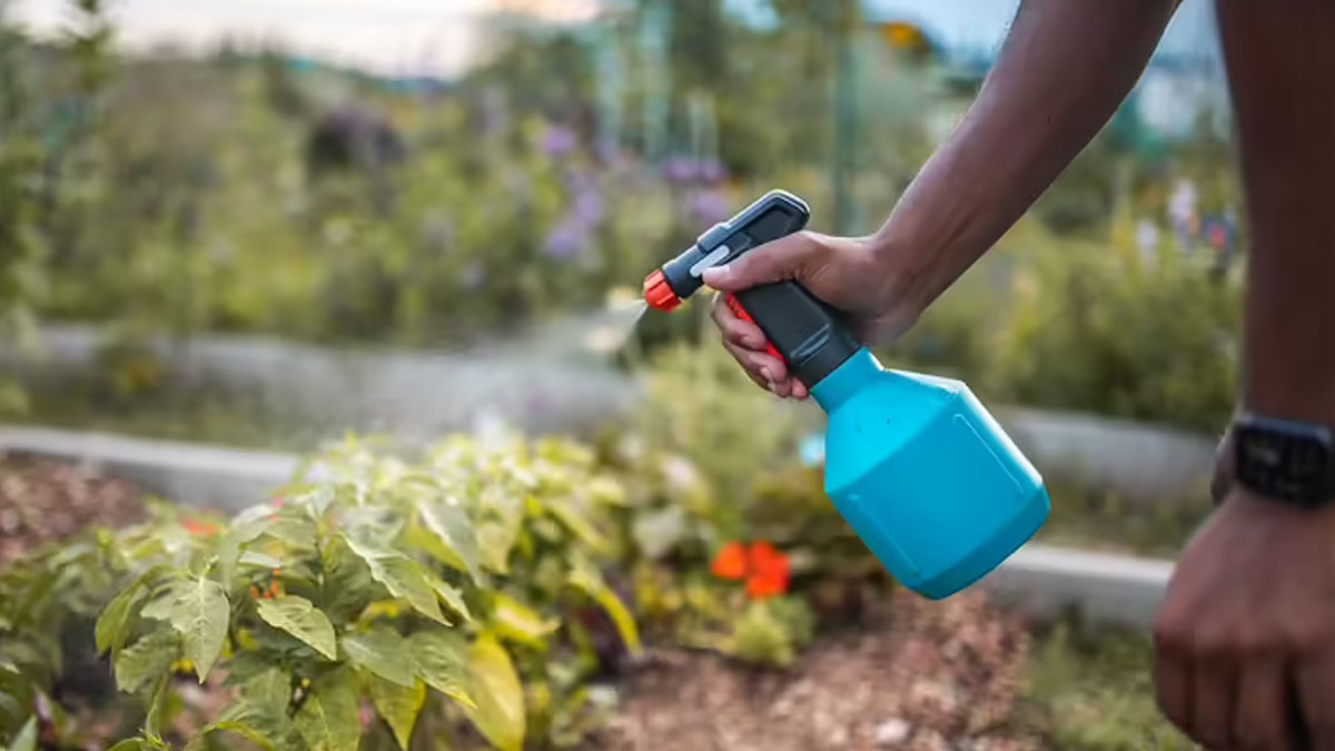 Vegetable being sprayed with and organic pesticide