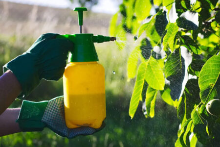 Homemade Organic Pest Spray being applied to a plant