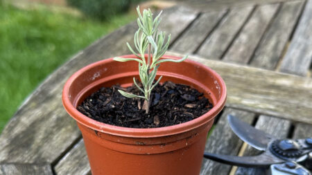 Lavaendar plant trimming being propagated in a small pot