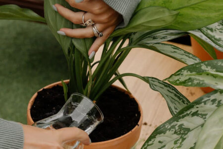 Watering a potted houseplant