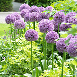 Allium flowers