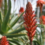 Aloe Vera plant flowering