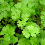 Cilantro Plant