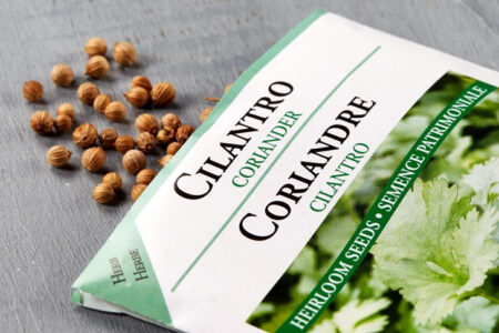 Packet of Cilantro seeds
