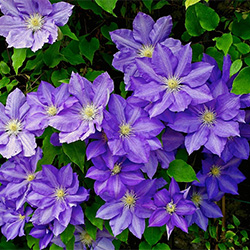 Clematis flowers
