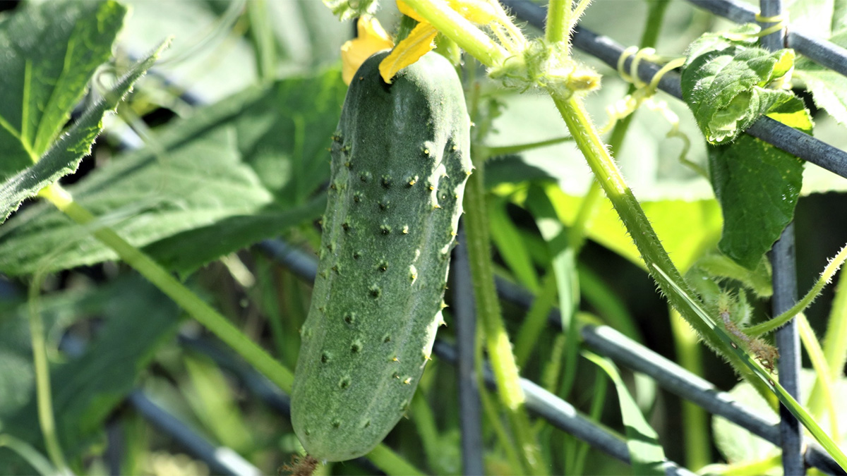 Single cucumber growing on a vine