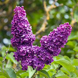 Lilac flowers