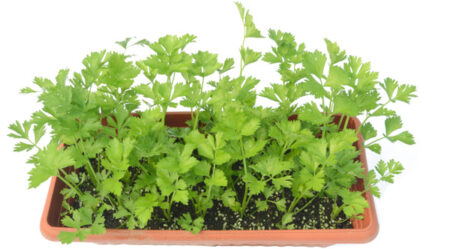 Cilantro growing in a container