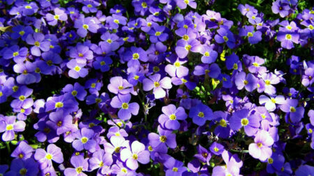 Purple flowers growing on a plant