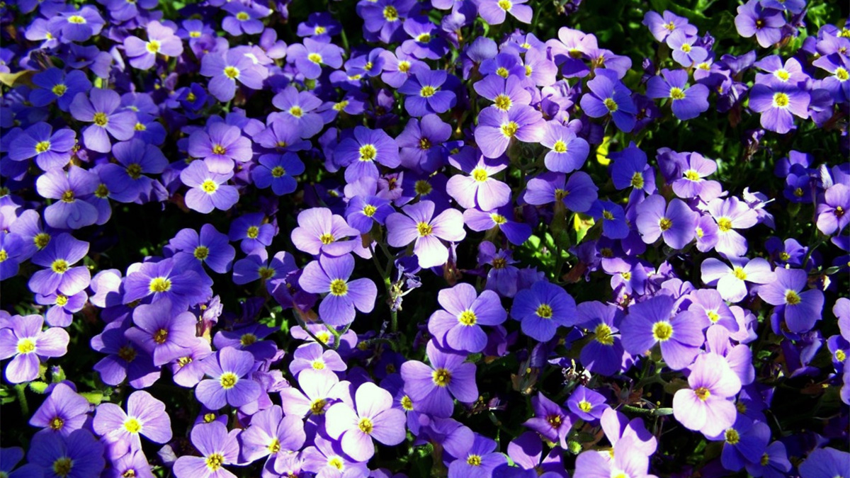 Purple flowers growing on a plant