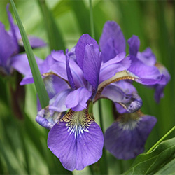 Iris flower