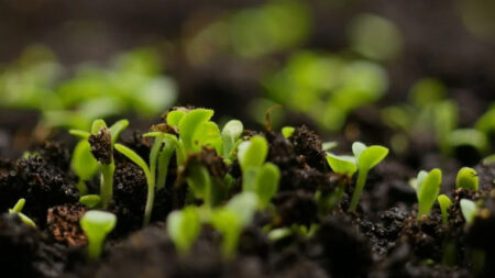 Seeds that have germinated planted in soil