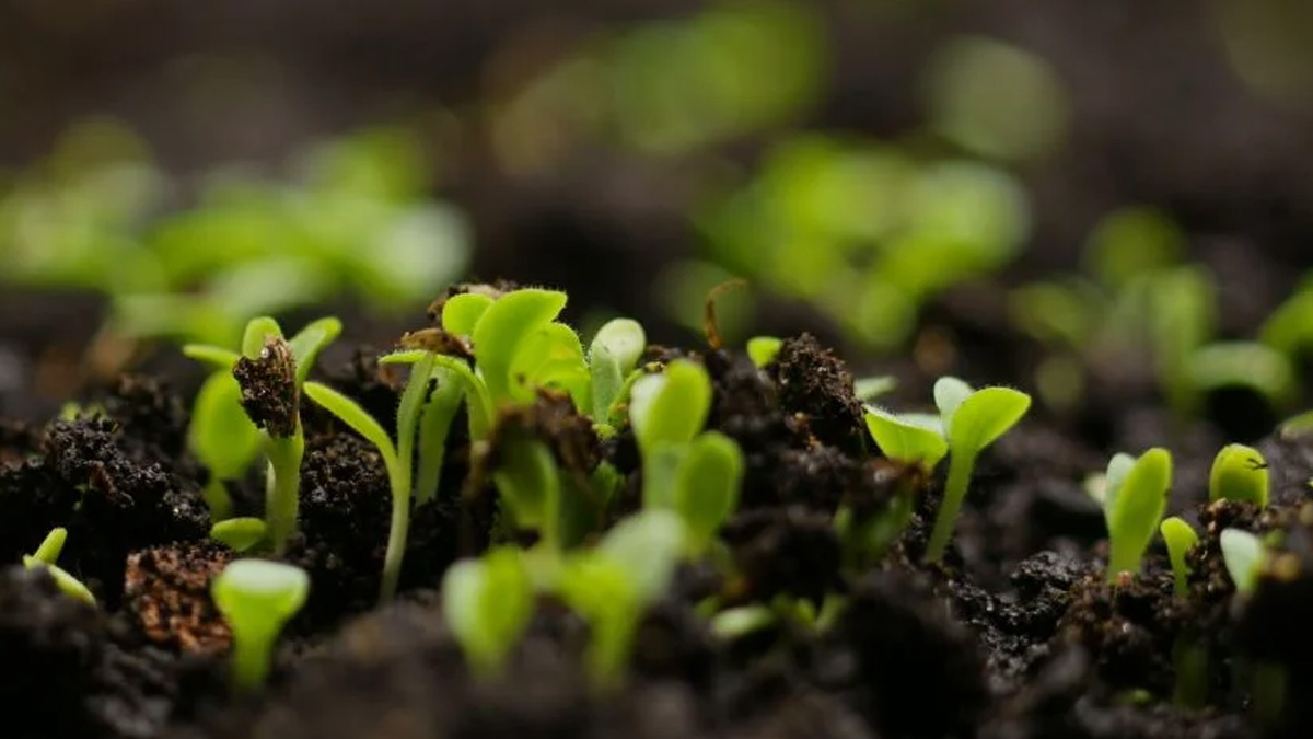 Seeds that have germinated planted in soil