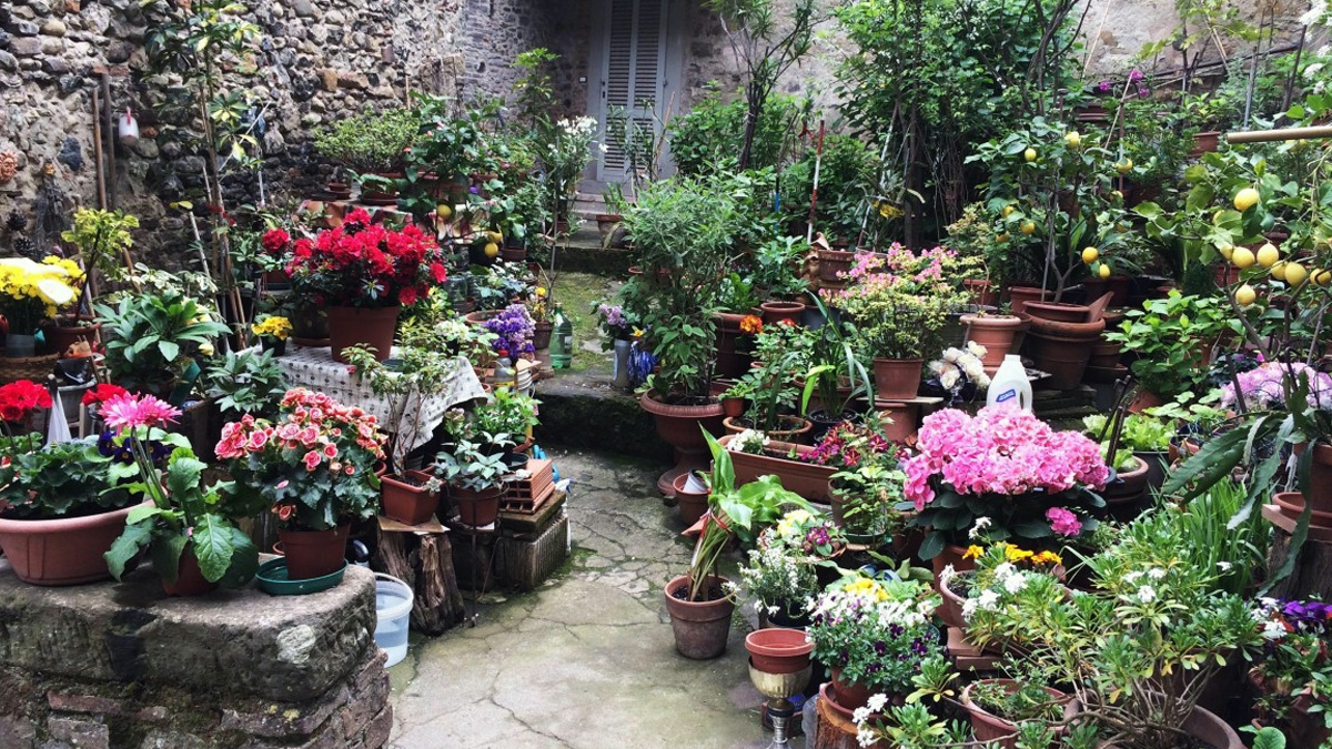 Small courtyard garden