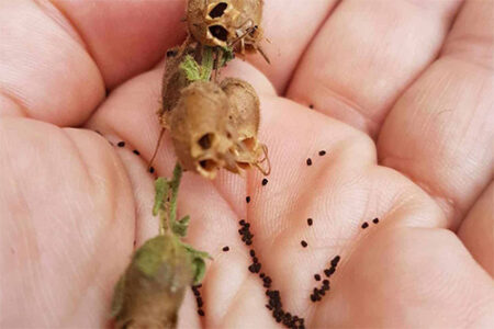 Snapdragon Seeds