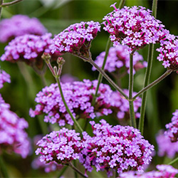 Verbena flowers