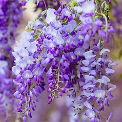 Wisteria Flowers