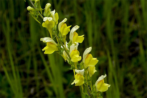 Yellow Snapdragon Flower