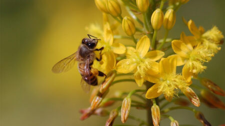 Bee on yellow flower
