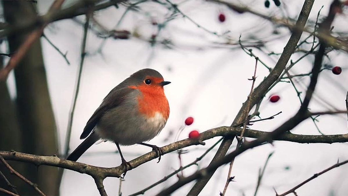 Small bird sitting on branch of a tree