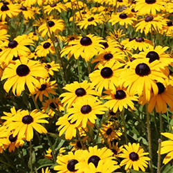 Black Eyed Susan Flowers