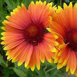 Blanket Flower