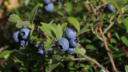Blueberry plant