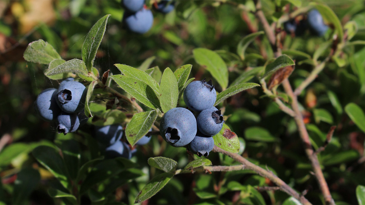 Blueberry plant