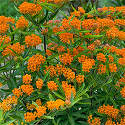 Butterfly Weed Flowers