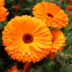 Calendula Flowers