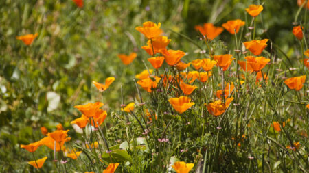 California poppy flowers
