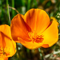 California poppy flower
