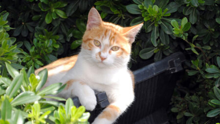 Cat sitting in a plastic planter in a garden