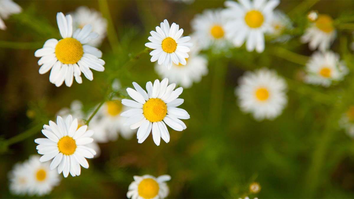 Chamomile flowers