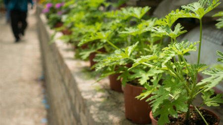 Citronella Plants