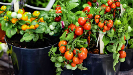 Tomatoes growing in a container