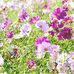 Cosmos Flowers